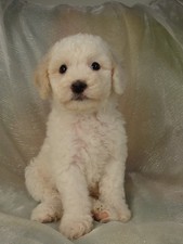 Male cockapoo puppy for sale #9 Born February 20th 2012